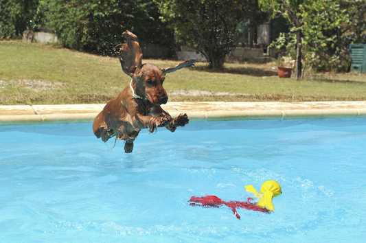 Beat the Heat: Essential Summer Care Tips to Keep Your Pet Cool and Happy