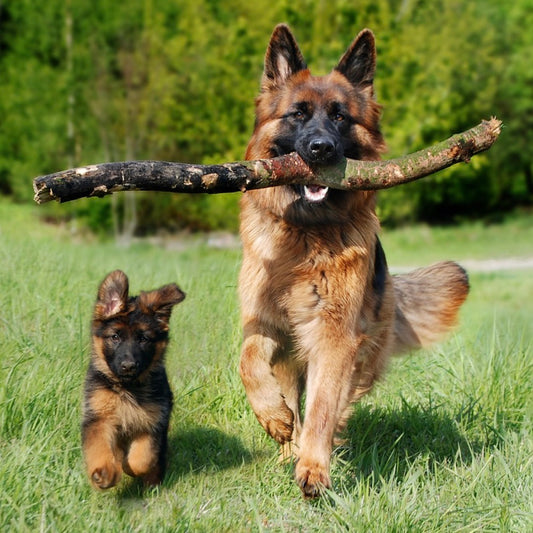 How to Calm a High Energy Dog