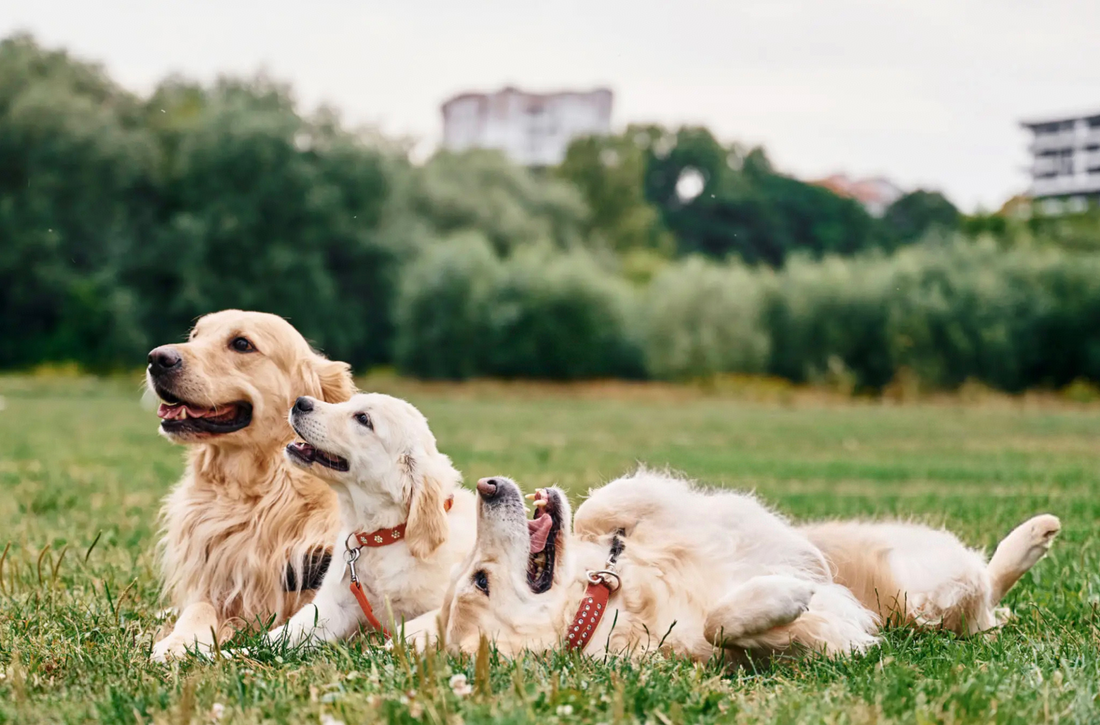 Natural Remedies for Flea and Tick Removal on Pets