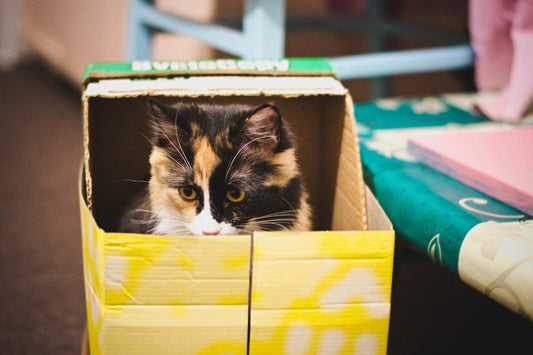 The Enigmatic Charm of Cardboard Boxes: Why Cats Can't Resist Them