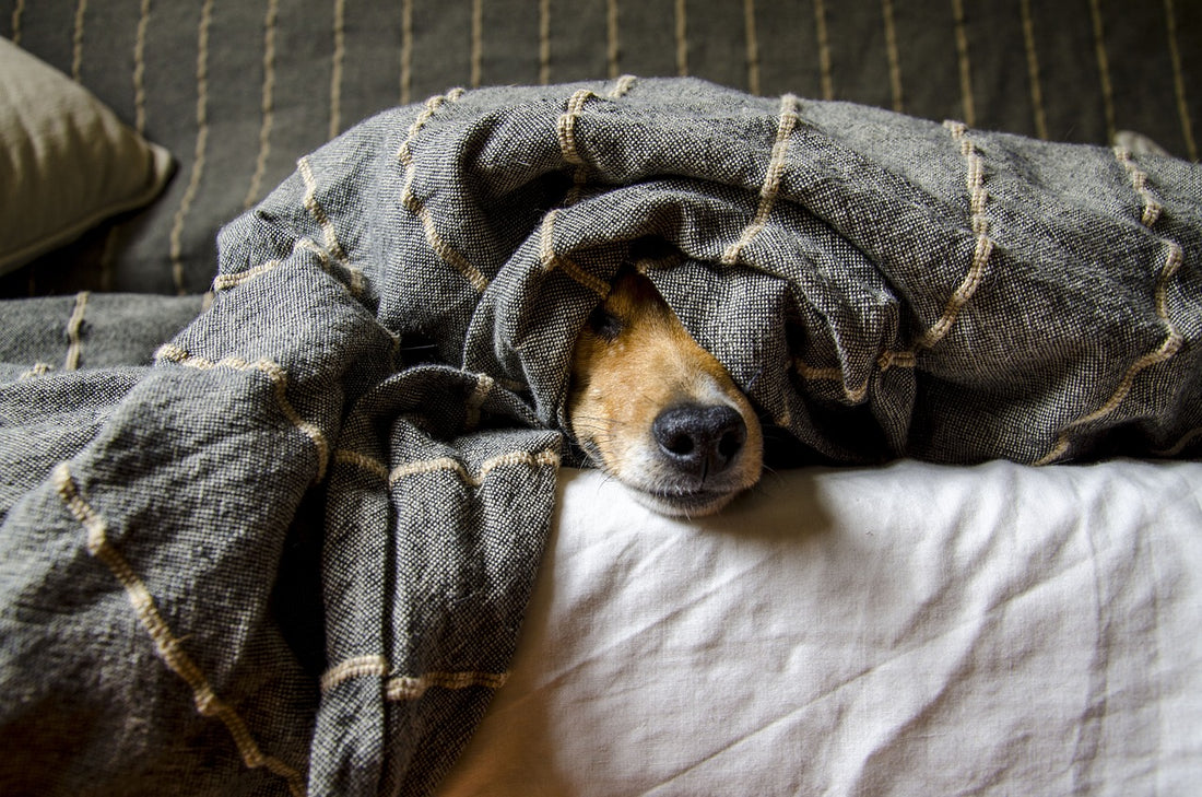 Sleeping With Dogs: The Pros, Cons And The Best Bed For Your Dog