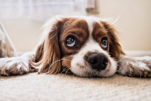 How to Prevent Separation Anxiety in Dogs?